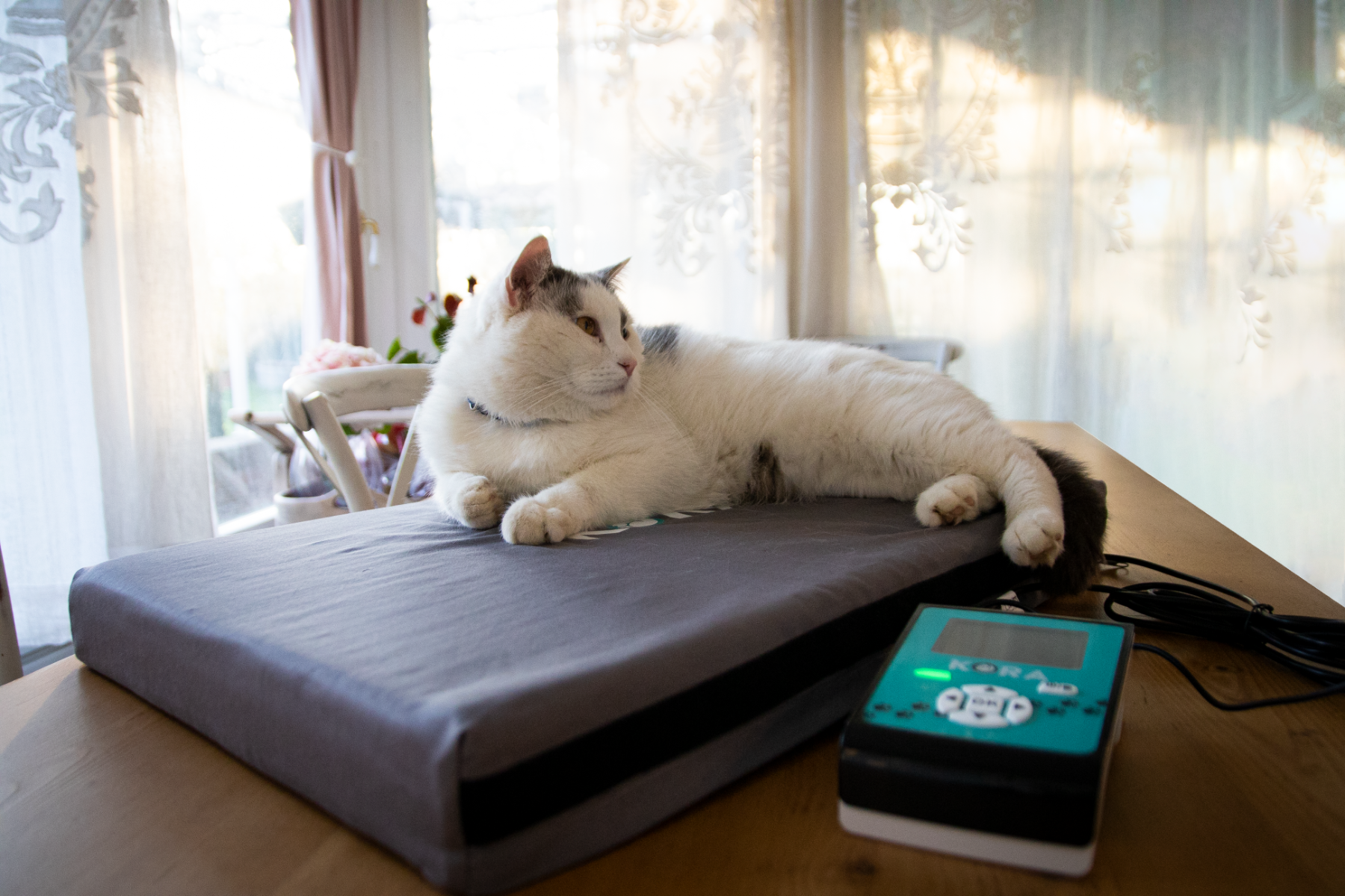 kora veterinary magnetotherapy